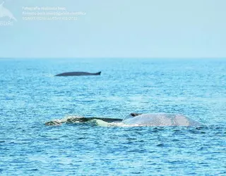La pasión por las ballenas azules se desata en las Rías Baixas