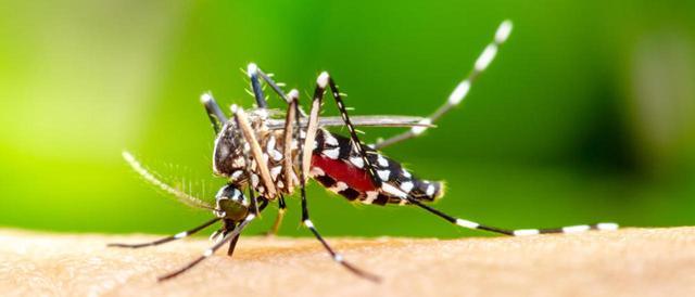 Chikungunya en España: ¿Hay que alarmarse por su aparición? - Diario de  Mallorca