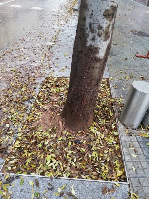 Milers de fulles cobreixen els carrers de Manresa