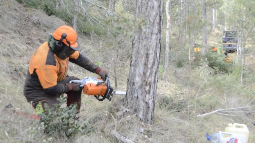 La mort d’arbres per sequera serà cada dia més notable