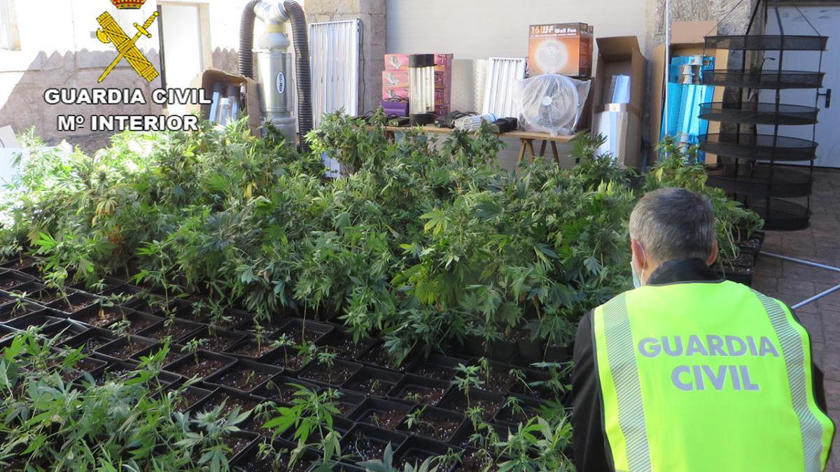 Las plantas incautadas en la nave de Rodeiro