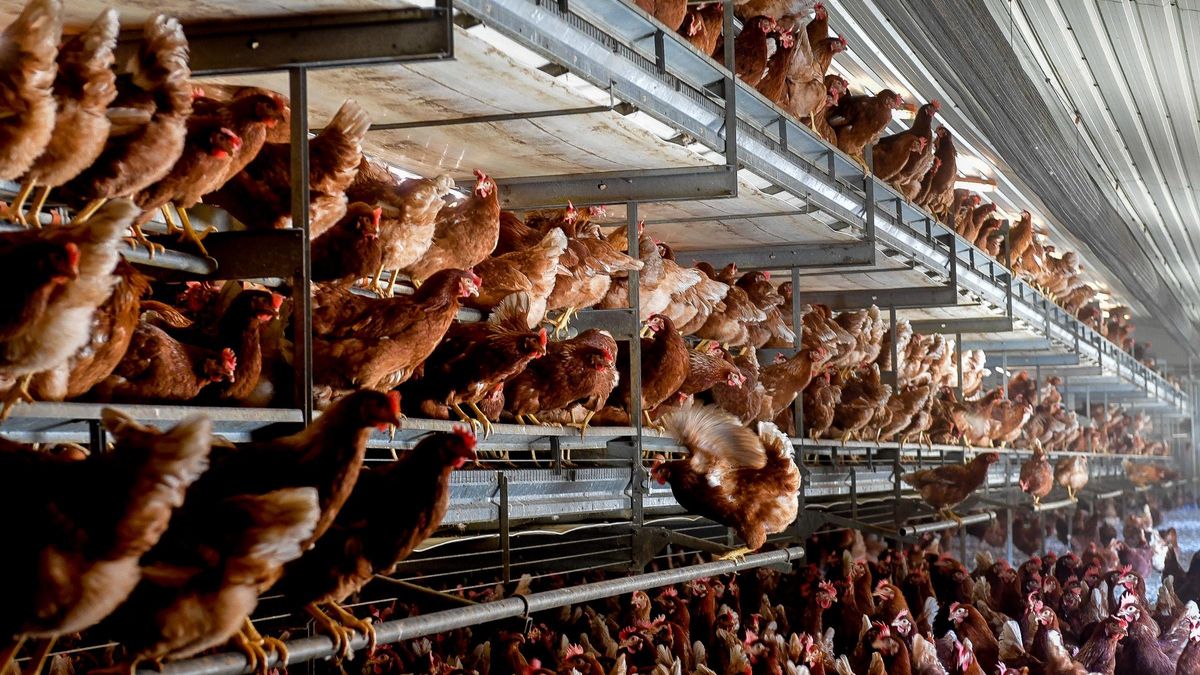 Gallinas camperas encima de la estructura donde pernoctan para la puesta de huevos en la granja Las Rosas.