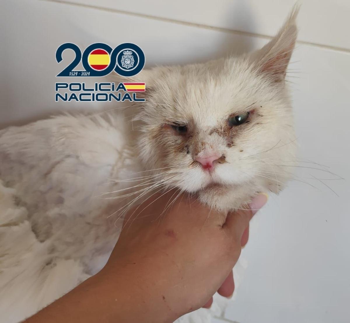 Uno de los gatos rescatados en el criadero.