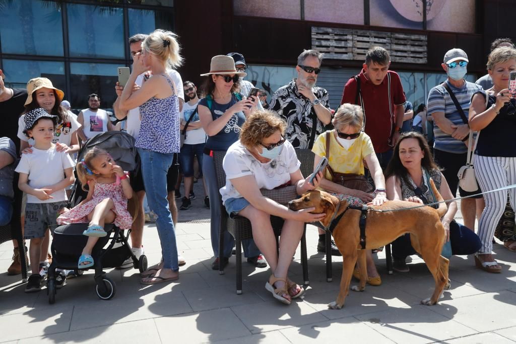 Pasarela de perros de adopción en Bioparc