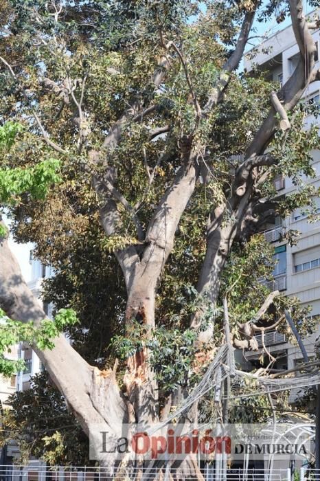 El día después de la caída de la rama del ficus de