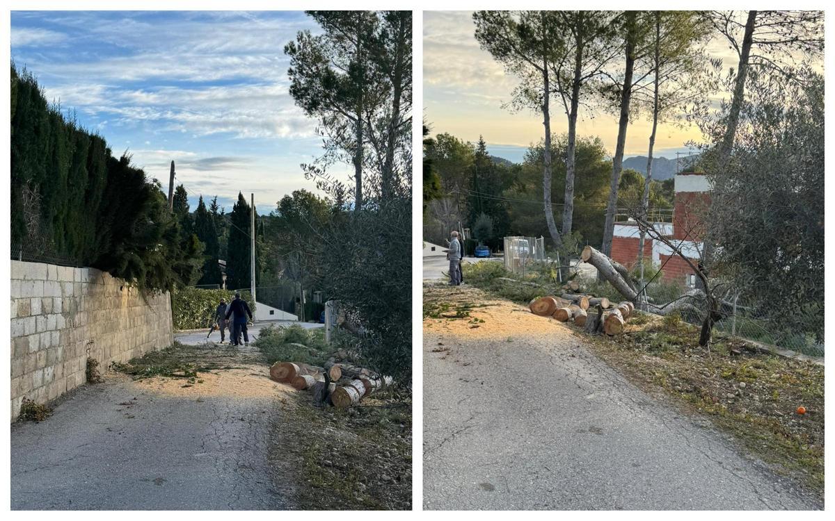 En un chalet en obras situado en la calle Altet de Molina de Bixquert cayó un pino de grandes dimensiones de una propiedad contigua