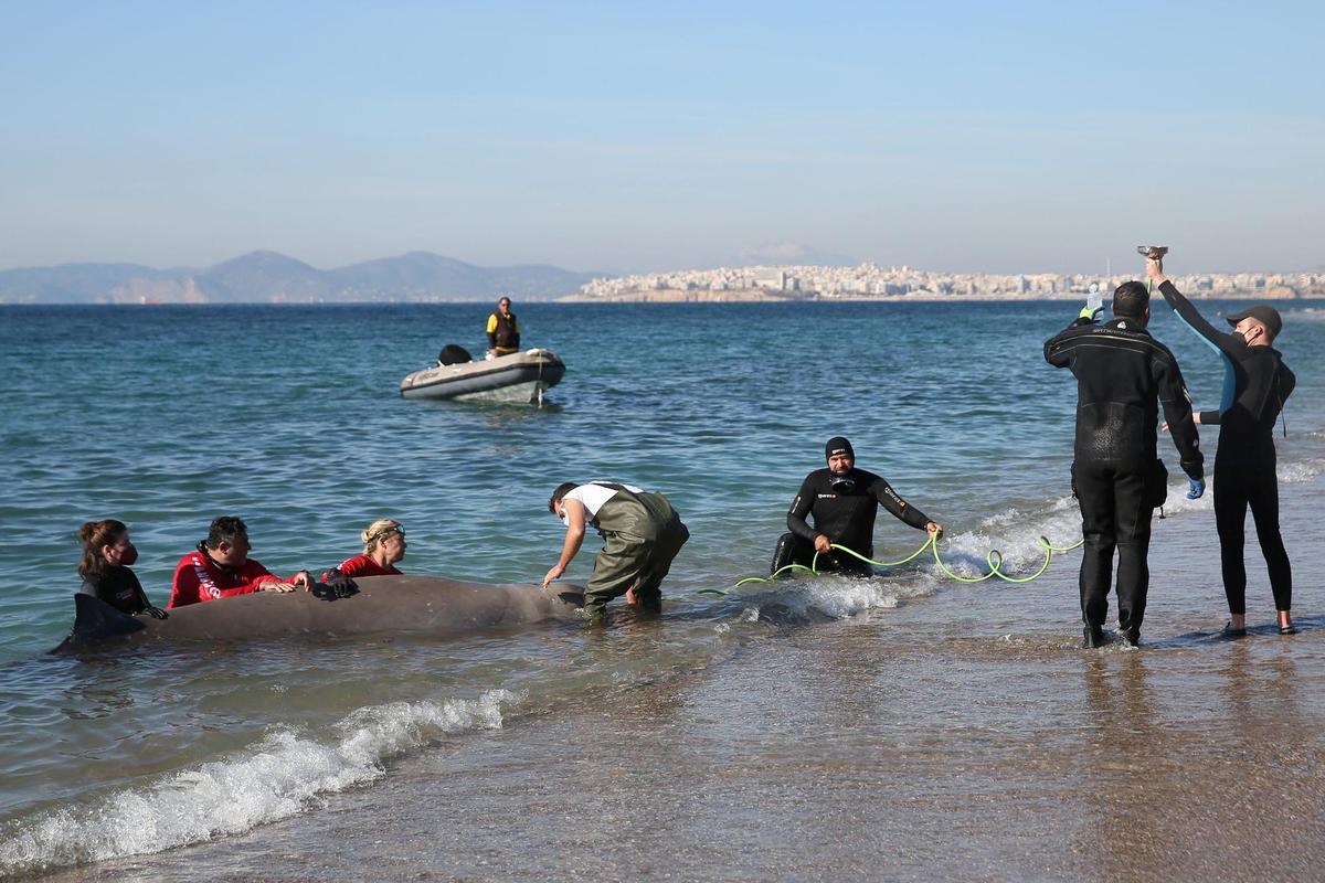 Beaked whale runs aground near beach in coastal in Athens