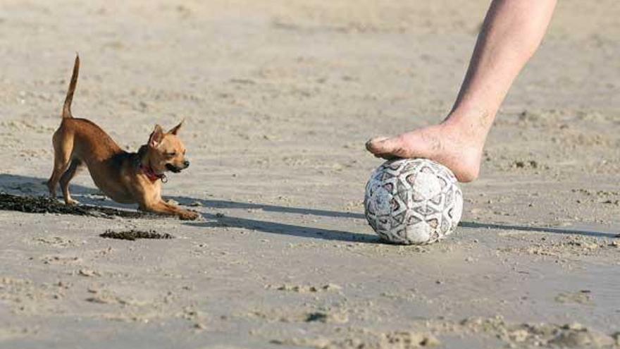 Una imagen de archivo de un perro de una playa de la ría. // FdV