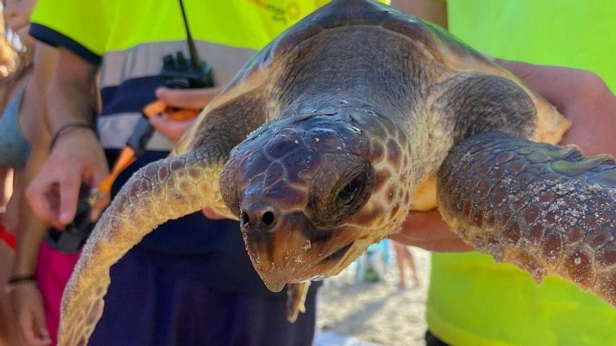 Bañistas rescatan una tortuga boba enmarañada en plásticos en la playa Jesuitas de Pilar de la Horadada