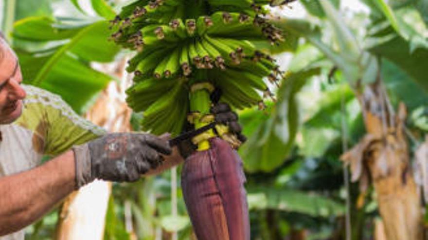 Un agricultor &#039;afeita&#039; una bellota.