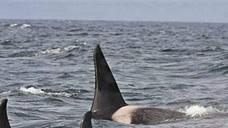 Circe presenta un plan para reducir  el impacto de las orcas con los barcos
