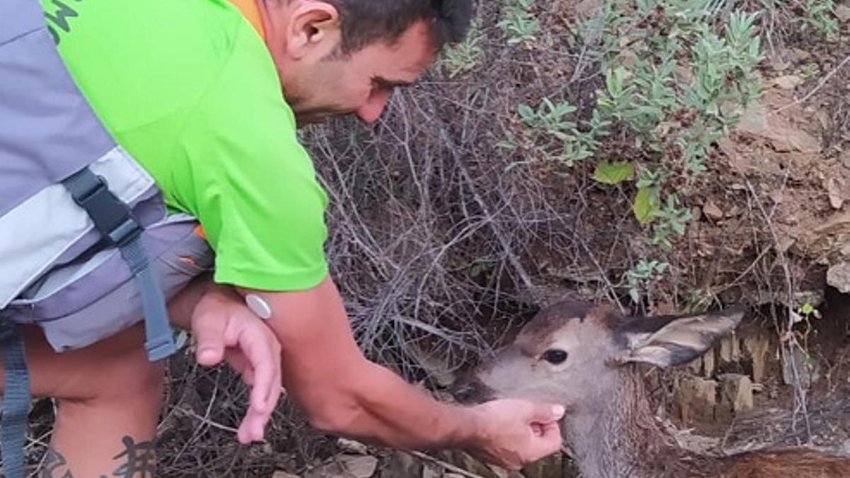 El cervatillo, rescatado en el río Bembézar.