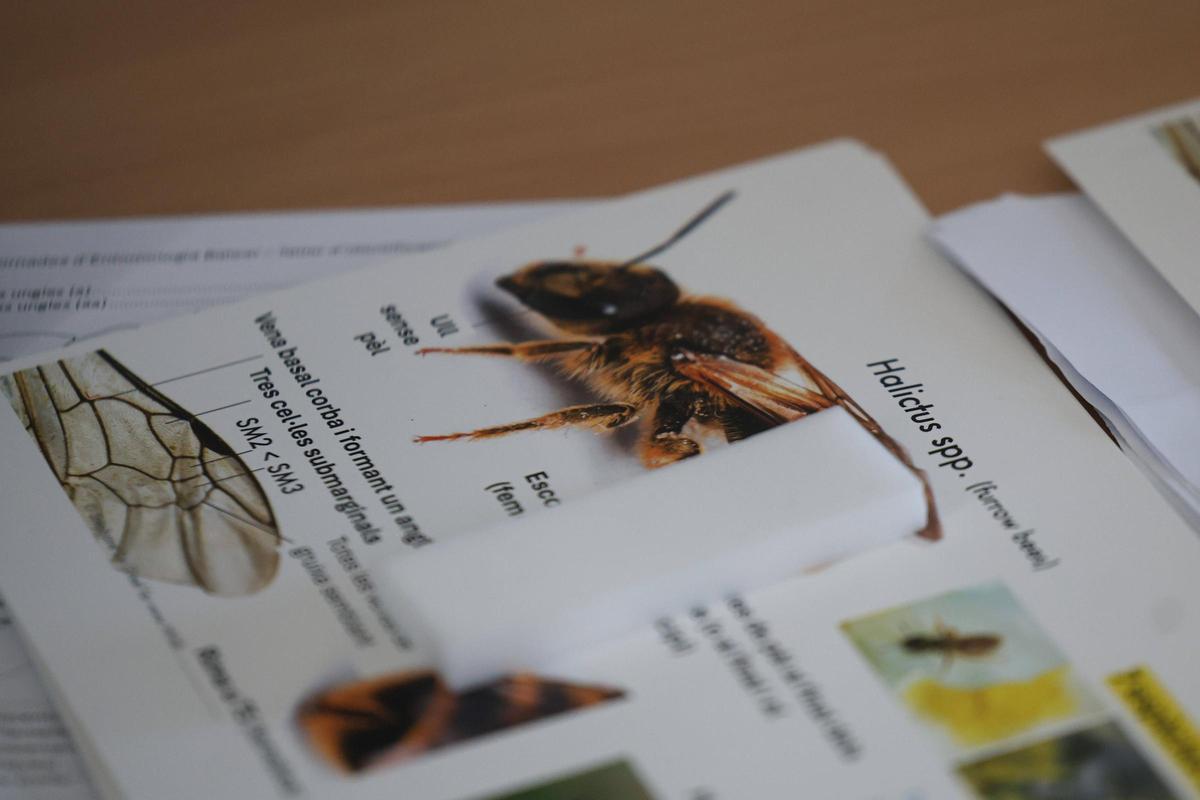 Un taller para identificar las abejas silvestres de Baleares