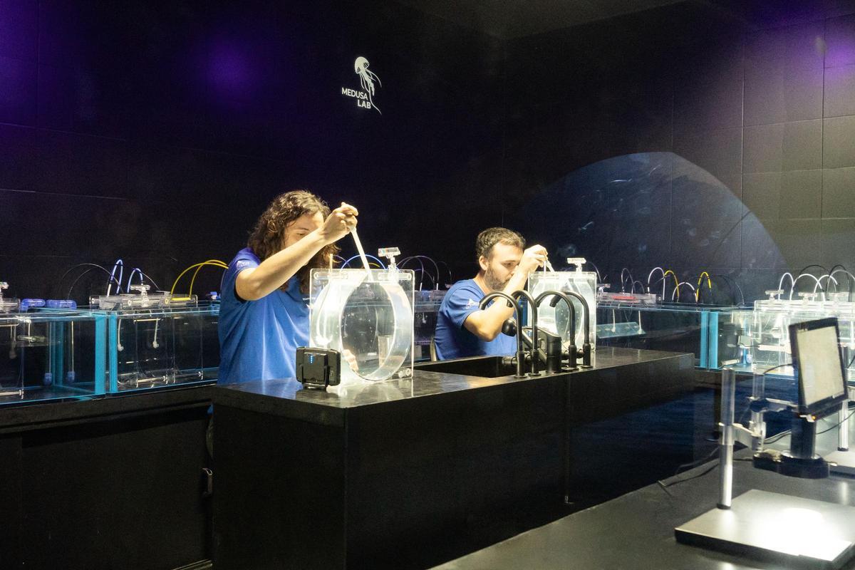 La nueva instalación 'Medusa Lab' del Oceanogràfic.
