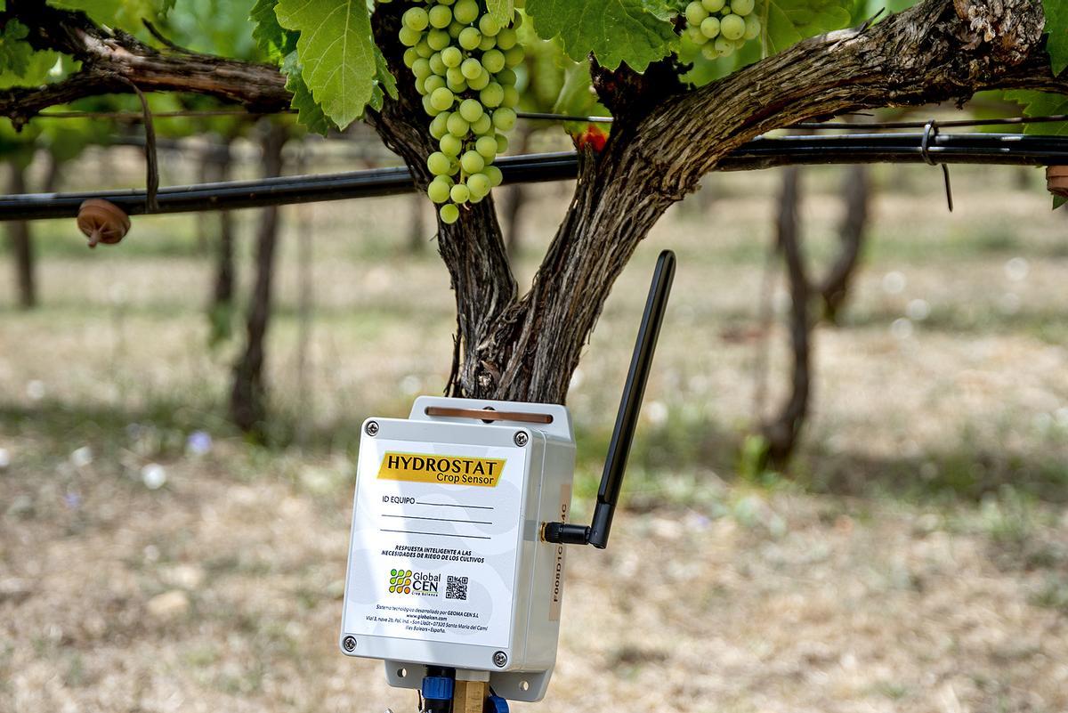 Hydrostat es un pionero sensor que controla la sed de los cultivos leñosos