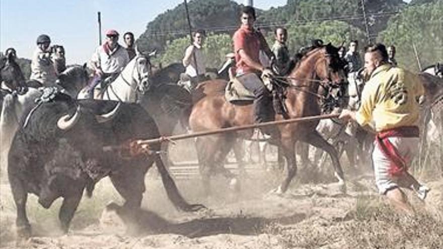 Tordesilla registra la solicitud para celebrar el Toro de la Vega