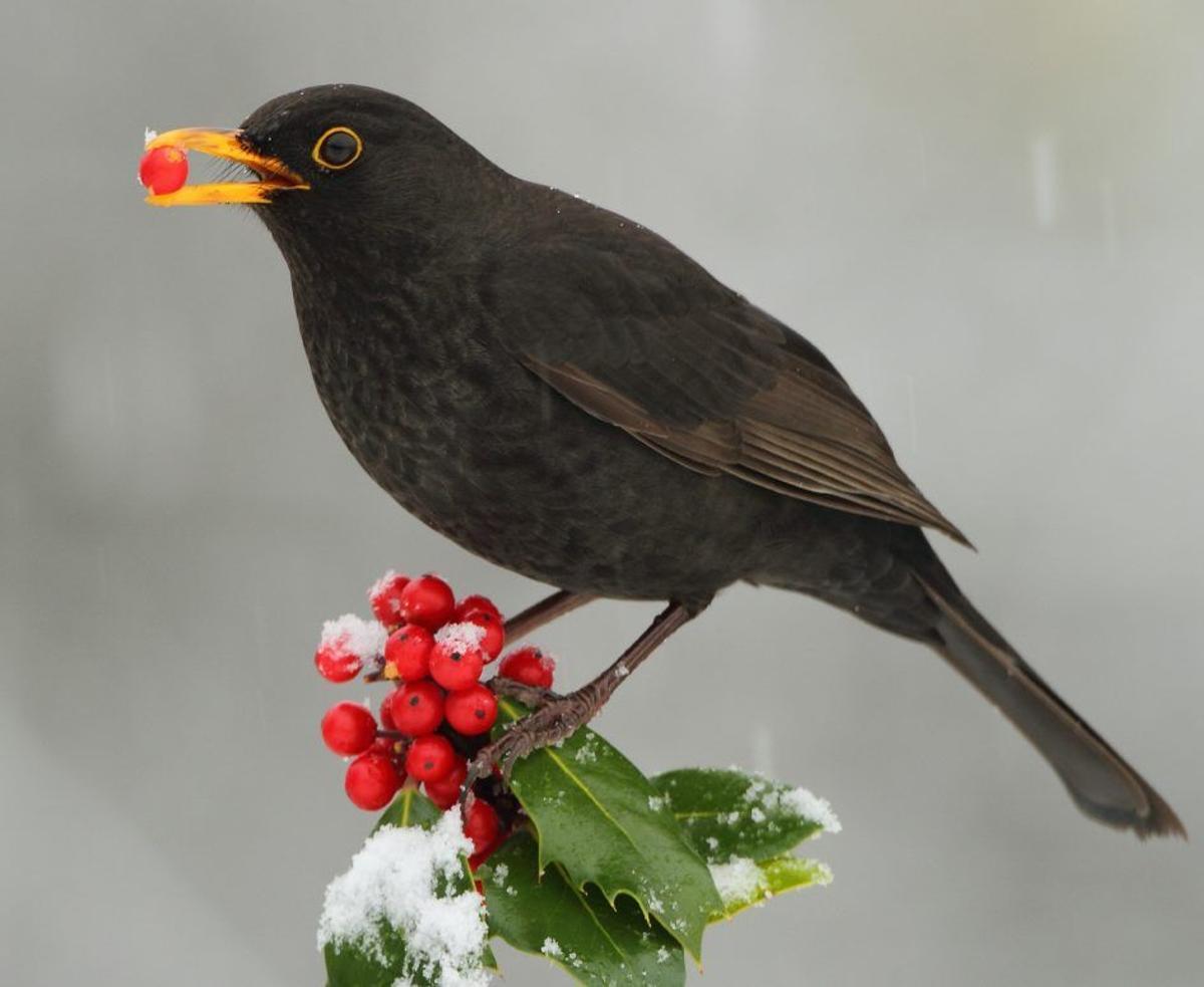 El mirlo común, otra ave dispersora de semillas