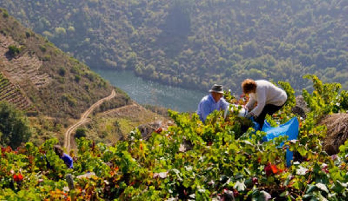 Las razones de la Ribeira Sacra