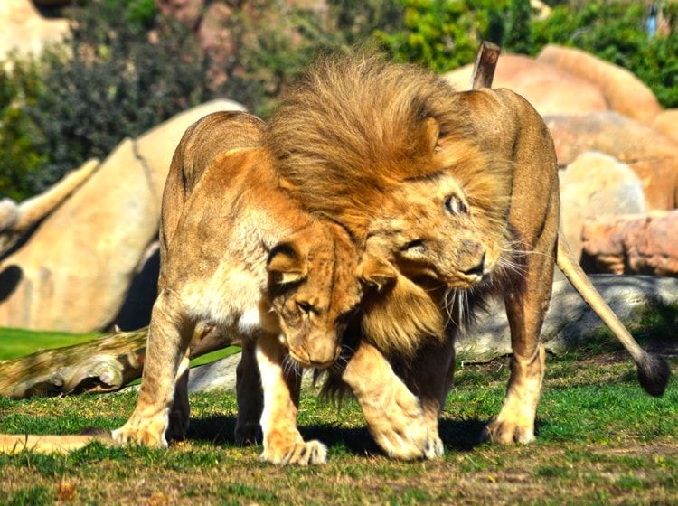 Bioparc València, reconocido como unos de los mejores parques de animales del mundo según National Geographic