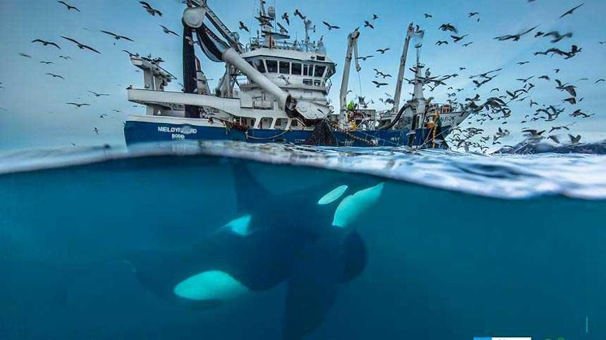 Las mejores imágenes de la naturaleza se exponen en el Aquarium