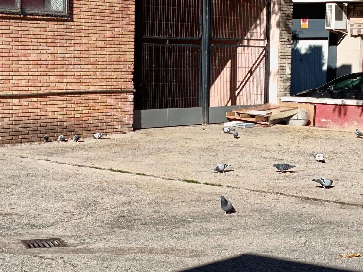 Un grupo de palomas en el entorno de la escuela de adultos, en una imagen reciente.