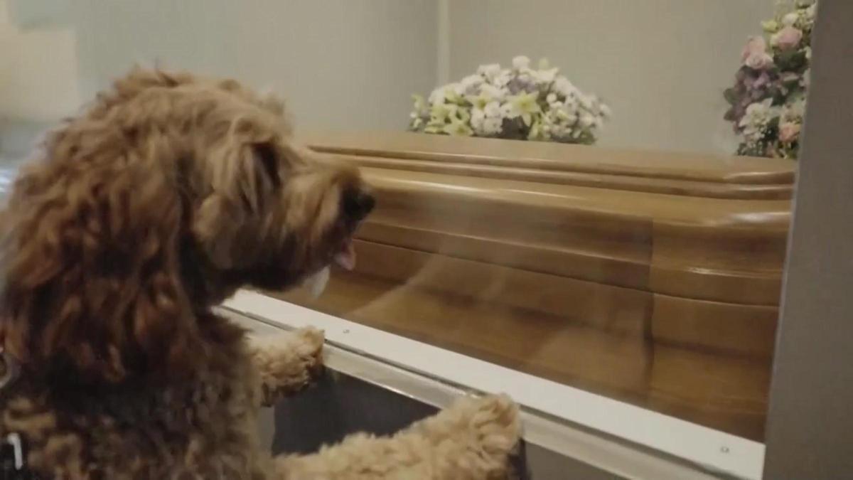 Badalona abre el tanatorio a las mascotas para que se despidan de su "compañero de viaje"