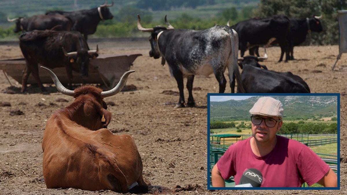 Sergio Centelles, propietario de una ganadería de reses bravas en Catí, alerta del impacto que tendría la DNC.