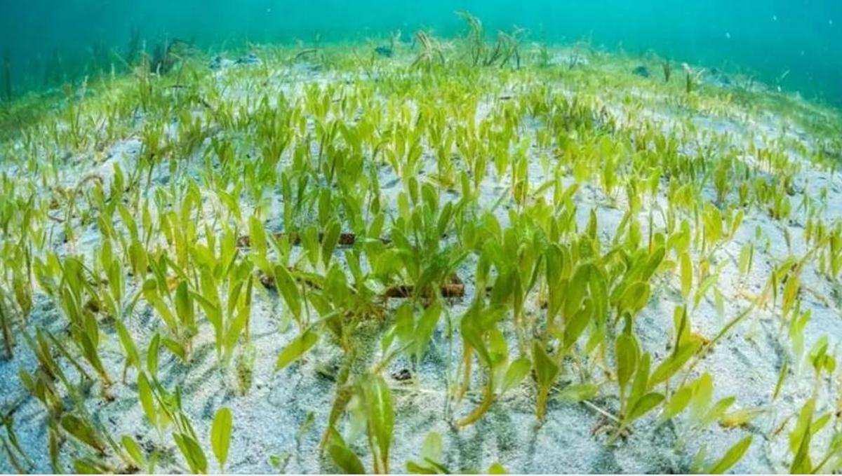 Unterwasseraufnahme des Breitblättrigen Seegrases (Halophila stipulacea) vor Mallorca