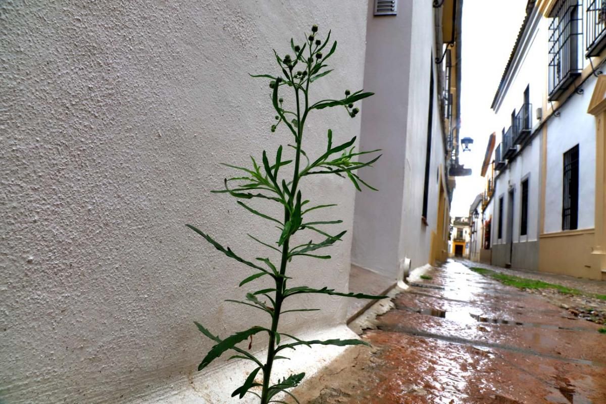 El día en el que reinó el verde