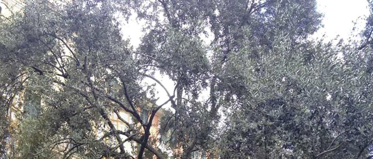 La otra plaga del olivo mallorquín. En una foto captada este mes, los turistas consideran que el árbol situado frente a Cort forma parte de la oferta de ocio, como la Calle del Jamón o Punta Ballena. En su país no lo harían.