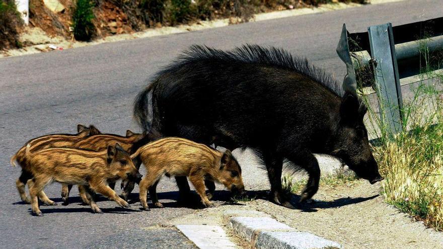 Los ecologistas coinciden: “No son los jabalíes quienes cruz