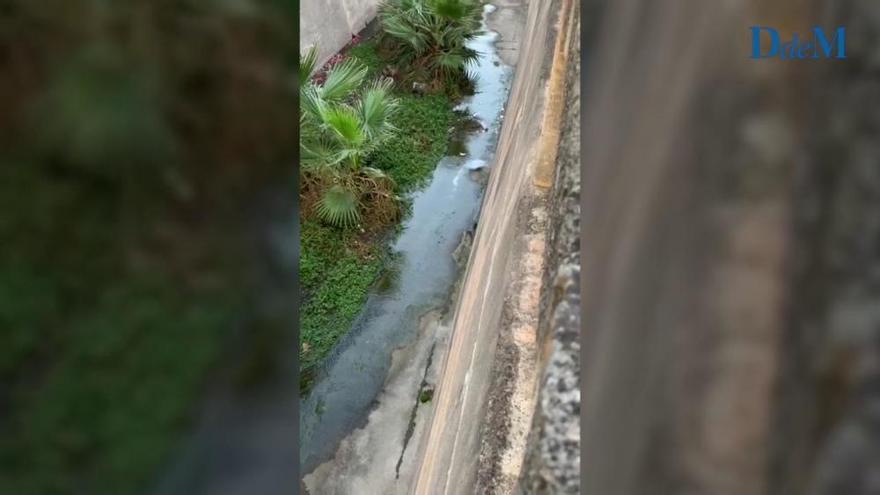 Las ratas se pasean a sus anchas por el torrente de Manacor