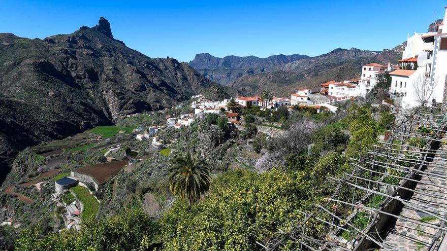 Almendros en flor en la Cumbre de Gran Canaria