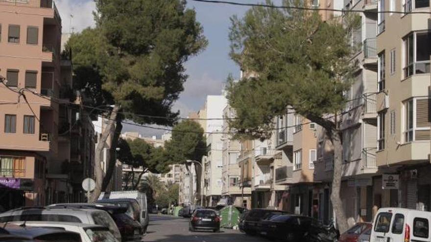 Imagen de los pinos que quedan en la calle Adrià Ferrá, en la que ya se han tenido que talar 14 ejemplares por riesgo de caída.
