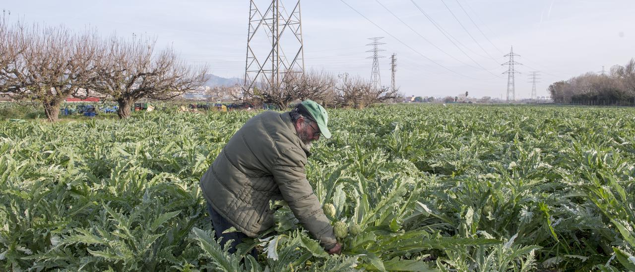 Un llaurador recoge alcachofas en su huerto. Los costes de producción en el campo se han disparado.