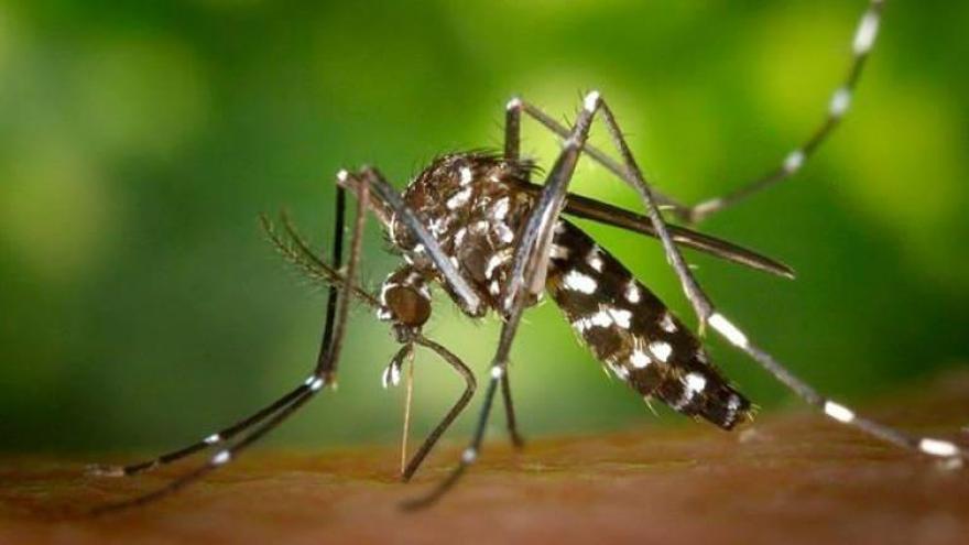 Tres turistas infectados de chikungunya en Alicante por la picadura de un mosquito tigre
