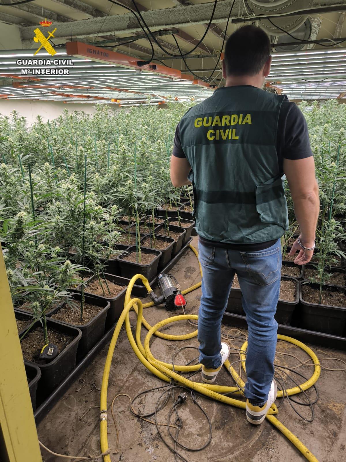 Uno de los agentes en una de las plantaciones descubiertas.