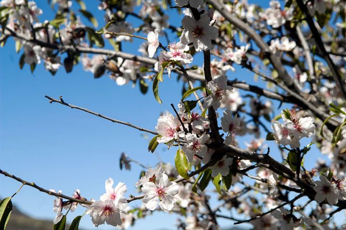 FIESTAS DEL ALMENDRO EN FLOR TEJEDA