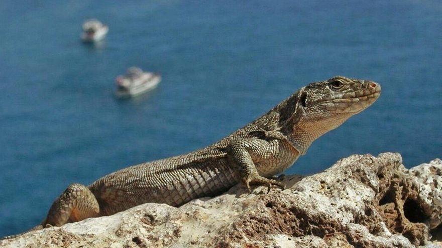 The giant lizard and the blue finch, among the most threatened species on the Island