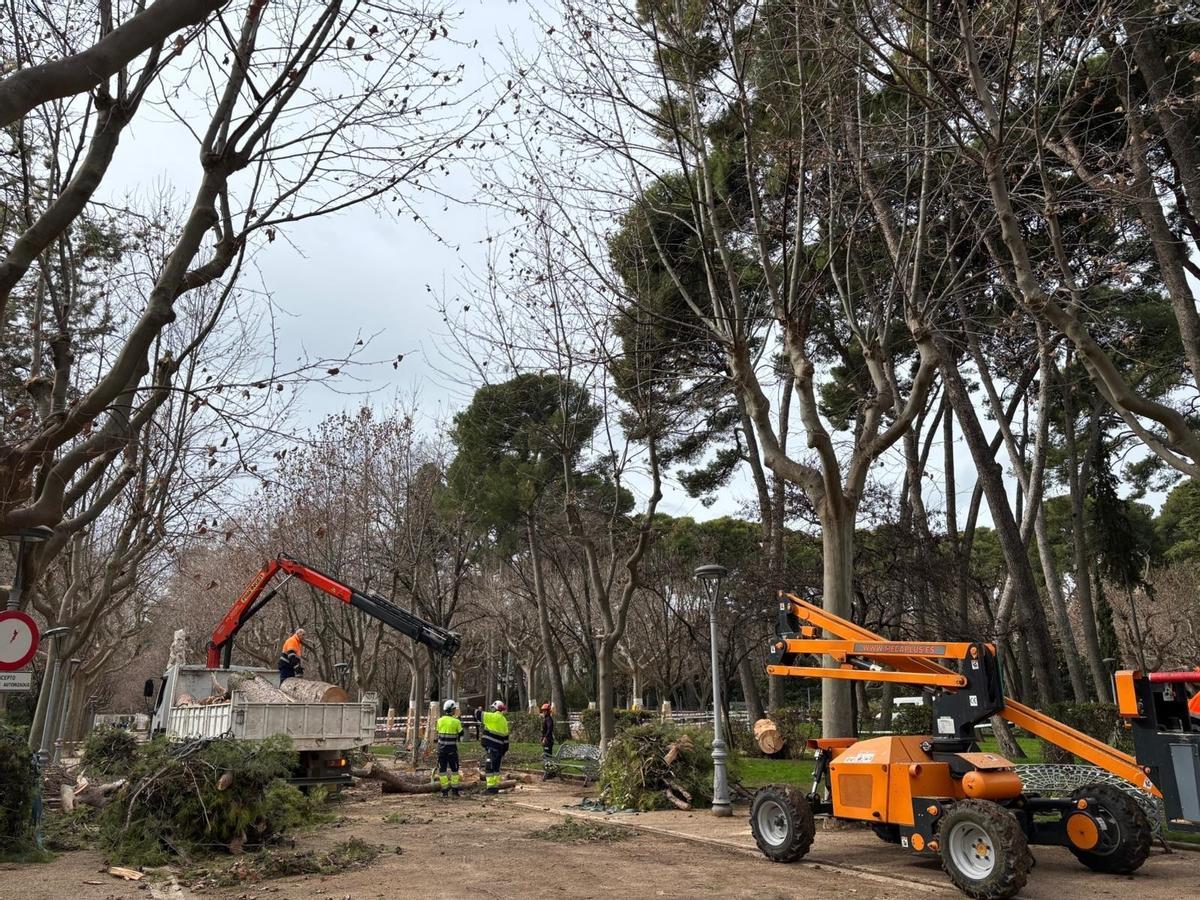 Los bomberos de Huesca retiran el pino en el parque Miguel Servet de Huesca.