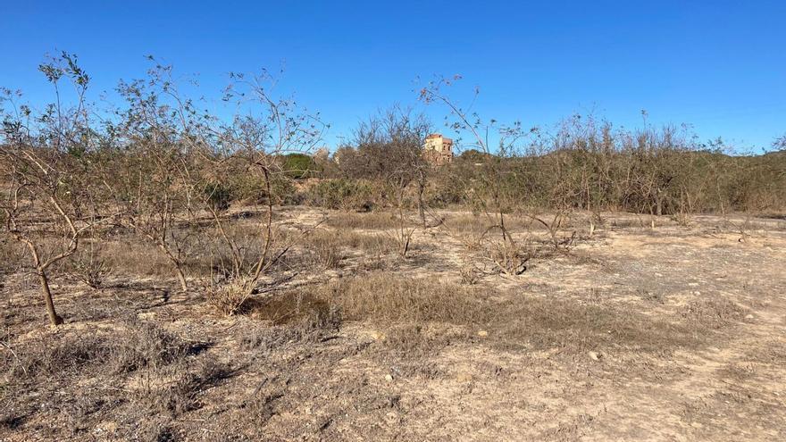 La Región de Murcia lidera el abandono de tierras agrícolas