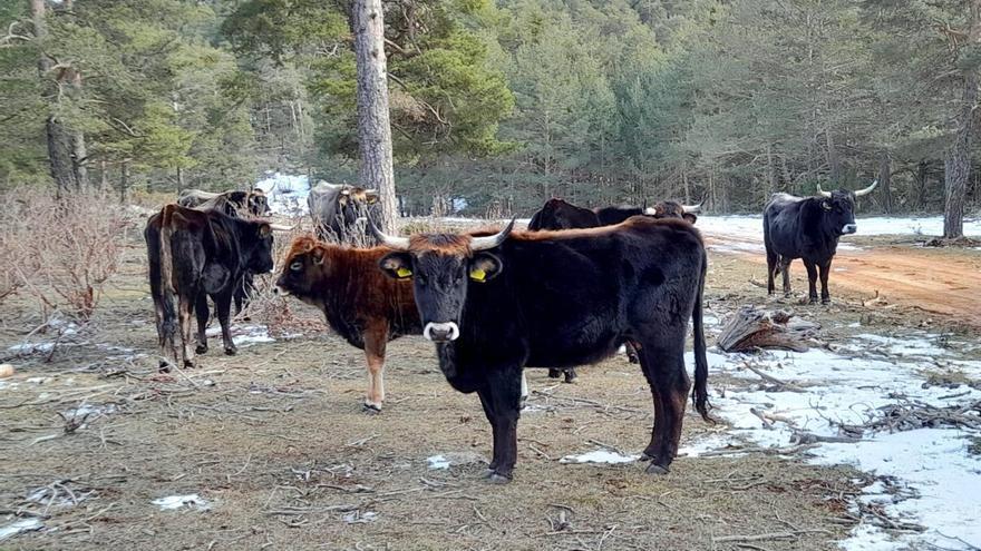 El tauro, sucesor de la prehistórica vaca salvaje, renace en la Sierra de Albarracín
