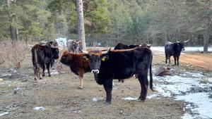 Tauros en las montañas de Albarracín