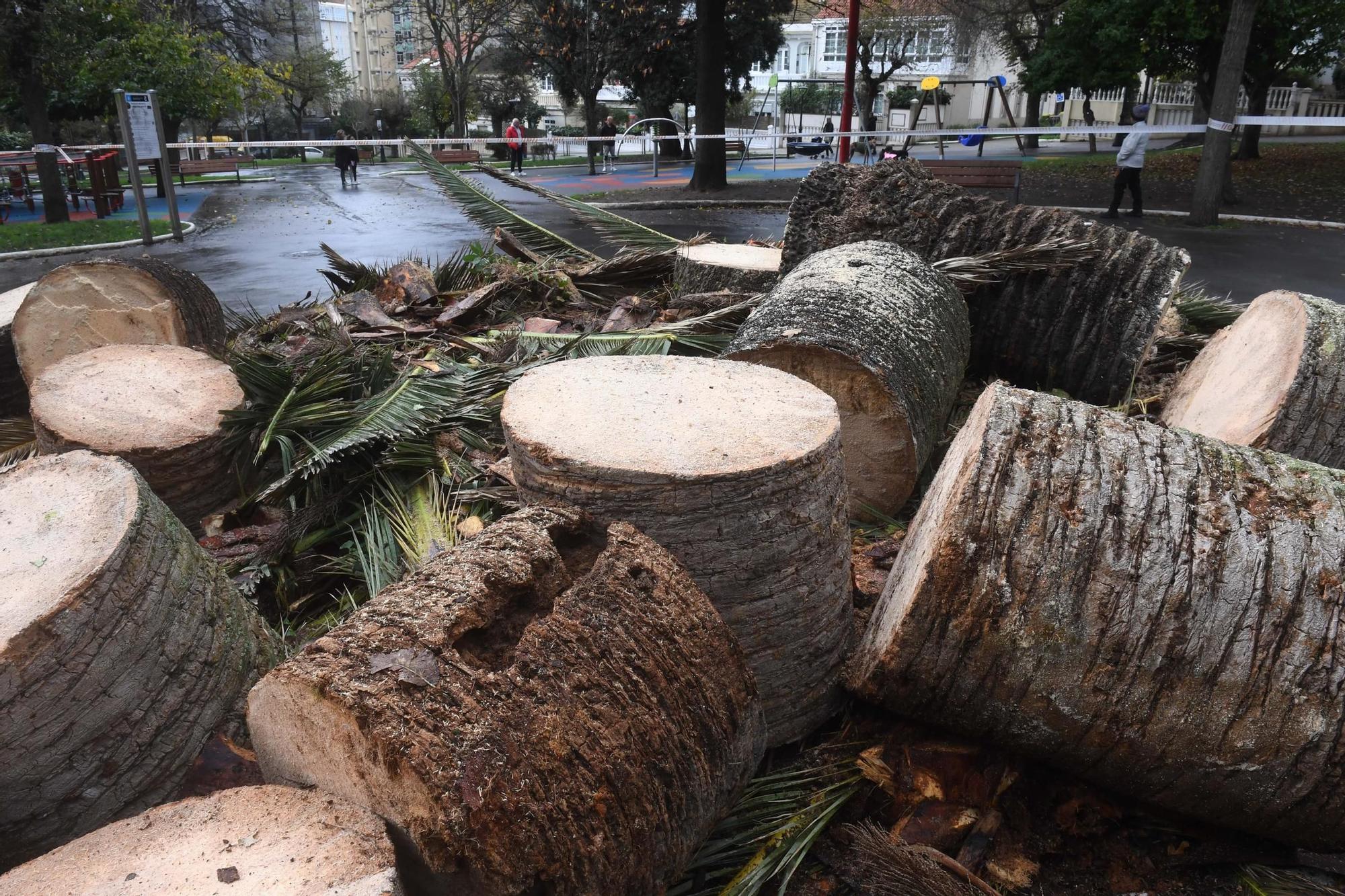 Adiós a la palmera del Campo de Marte de A Coruña