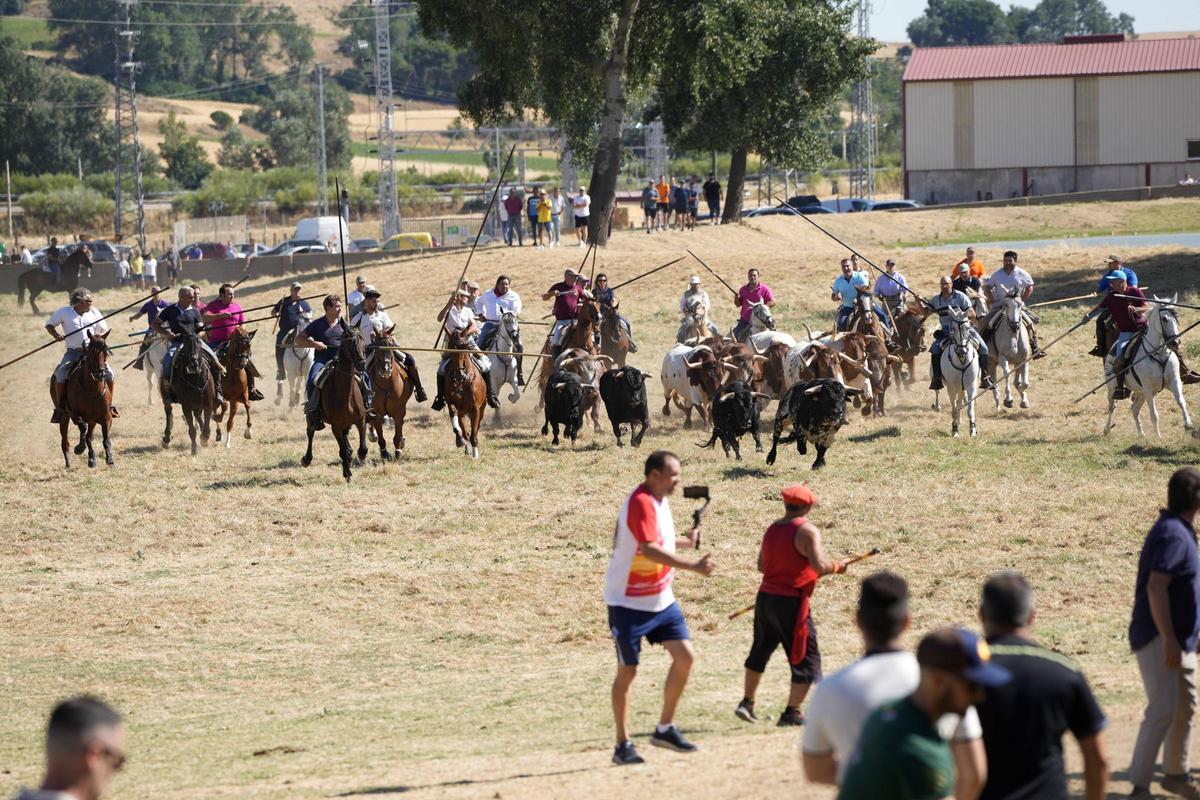 Tradición y espectación en el arranque de los espantes de Fuentesaúco Tradición y espectación en el arranque de los espantes de Fuentesaúco