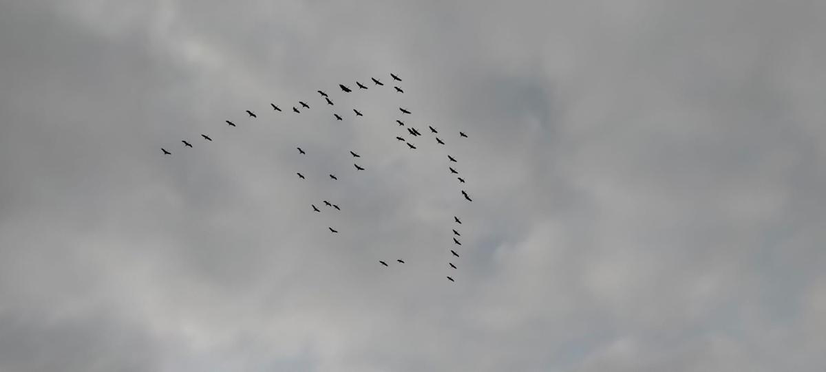Las aves ya se han dejado ver por la Laguna en los últimos días