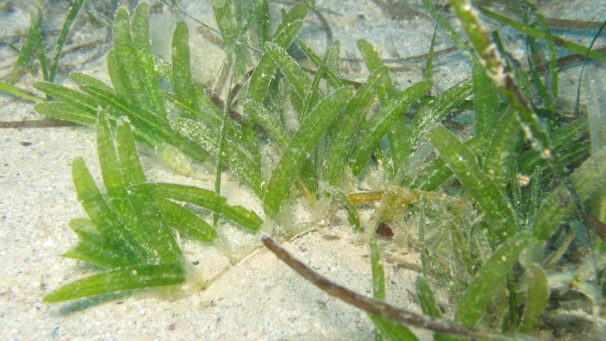 Una planta marina invasora mitiga los efectos del cambio climático en el Mediterráneo