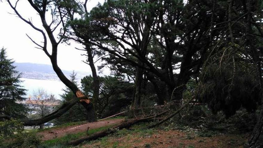 Árboles dañados por el vendaval en O Castro, en Vigo. // G. Alonso