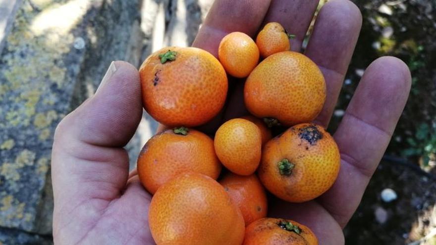 Cítricos dañados por el &#039;cotonet&#039;