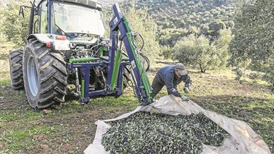 ¿Quién envasa más aceite?